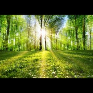 3d Custom Photo Wall Mural!  Refresh Your Home!